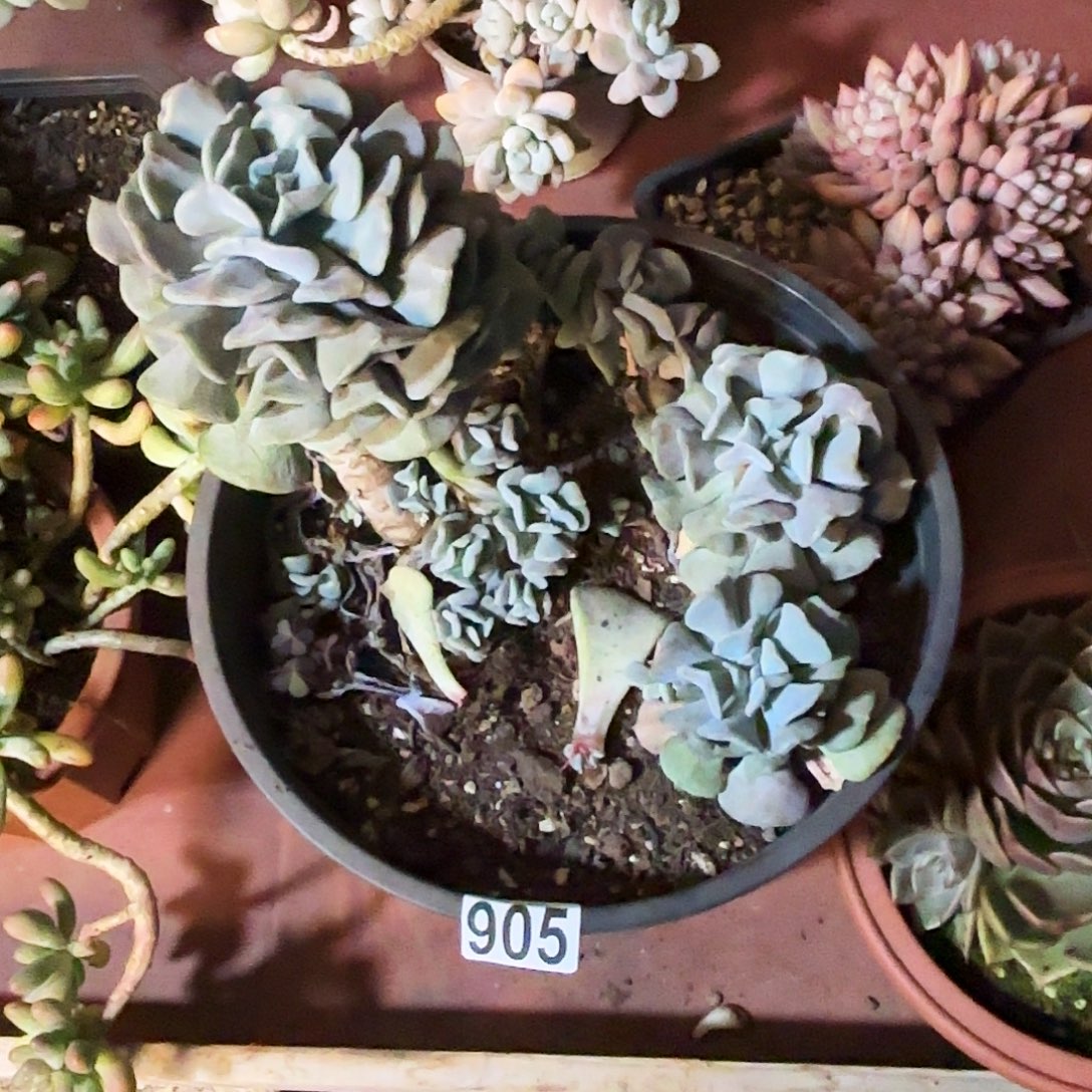 S***龍钩子哥福利专场905