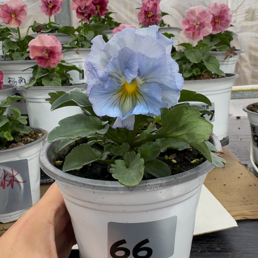 全部花朵66号角堇