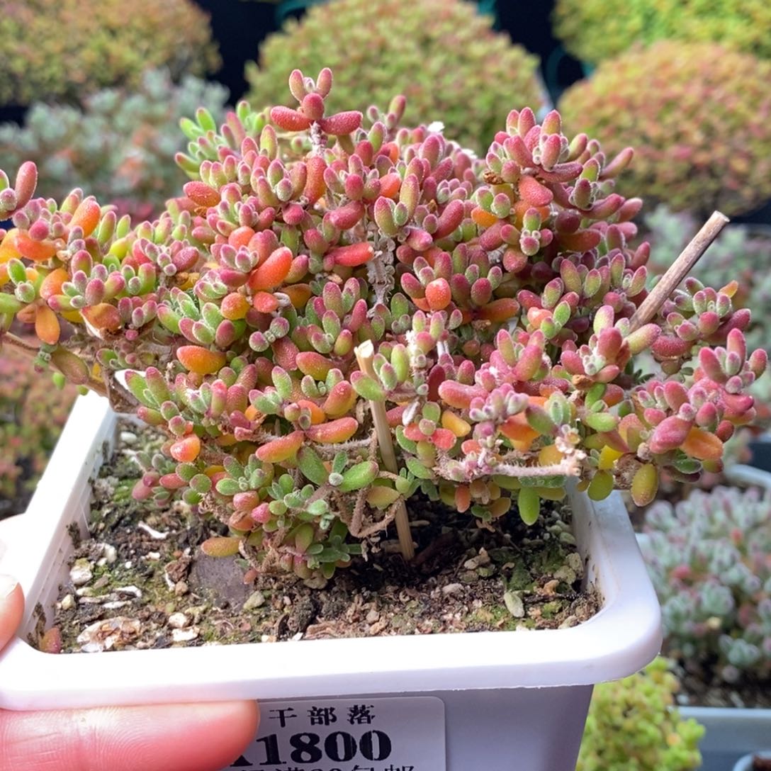 1800红宝石 。      