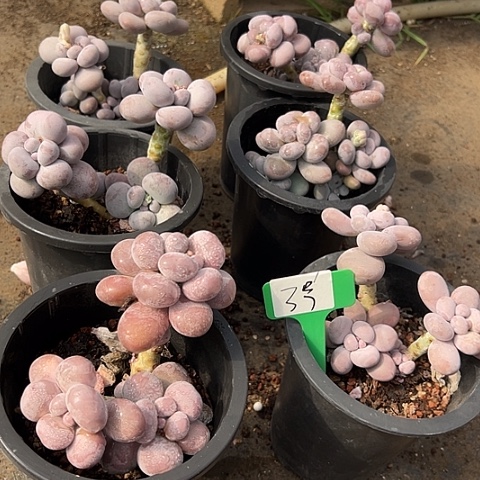 3橙雪球一个脱土多肉