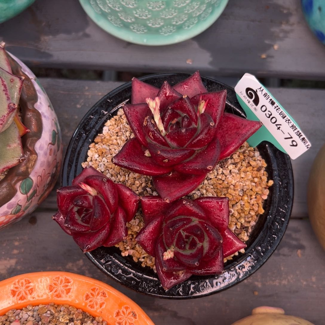 多肉一物一拍0304-79