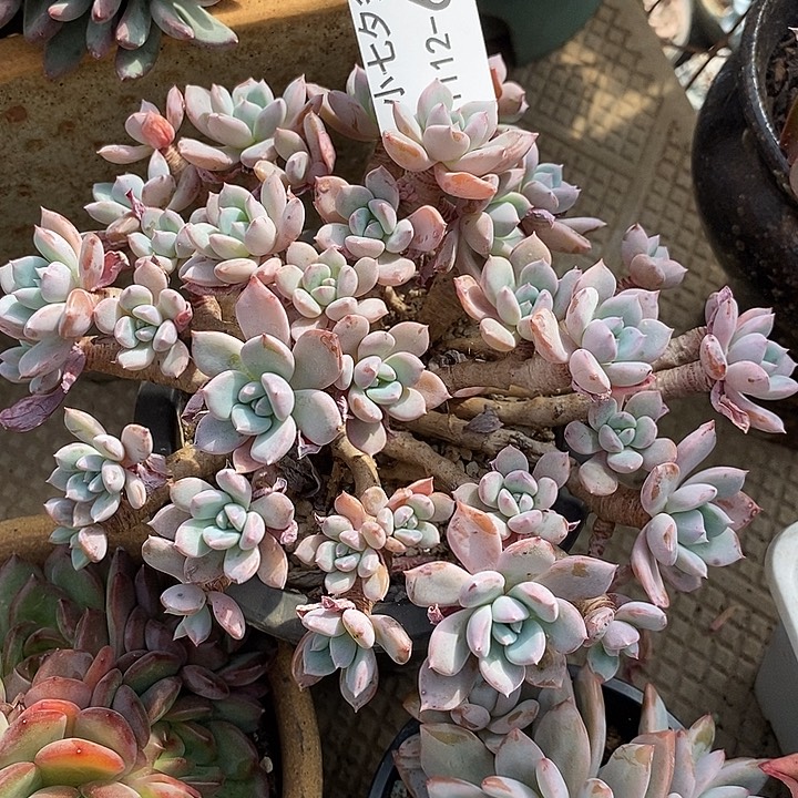 丽***6小七夕多肉粉桃66