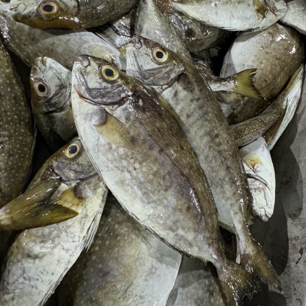 神泉本港苦提泥猛鱼一斤3条，清蒸，干煎，煮酸梅都可以