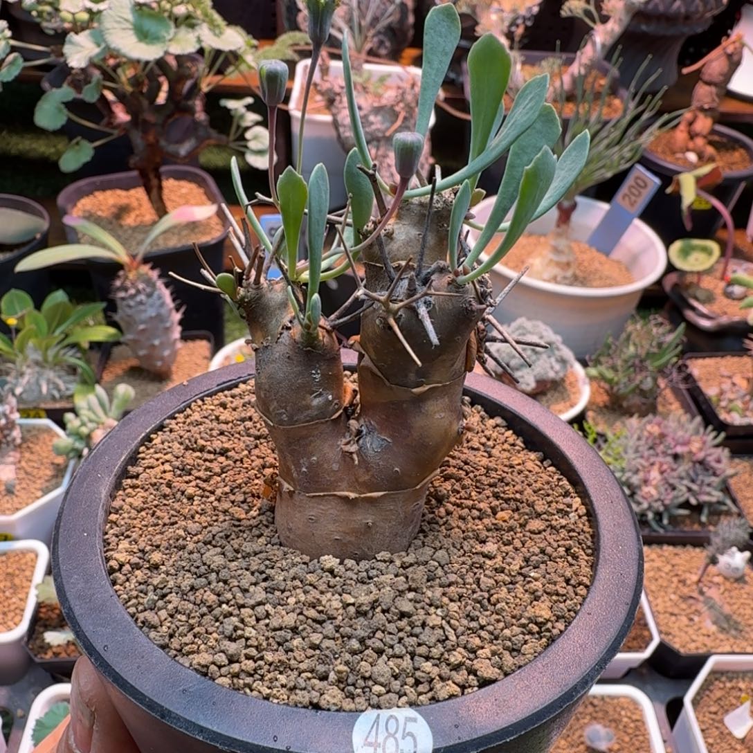 刺烛厚墩菊485 仙人掌