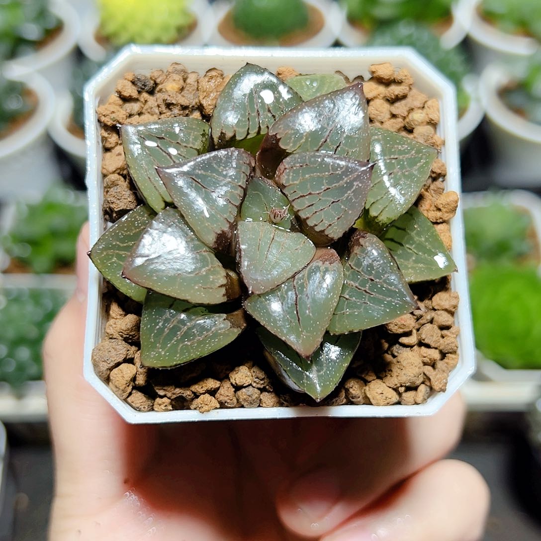 日月潭原盆原土发货