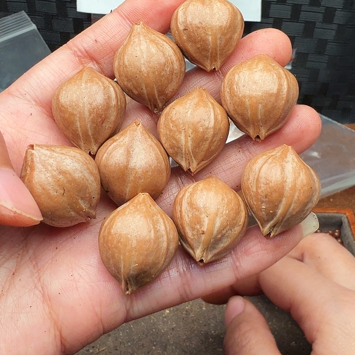 手串/手链核桃橄榄