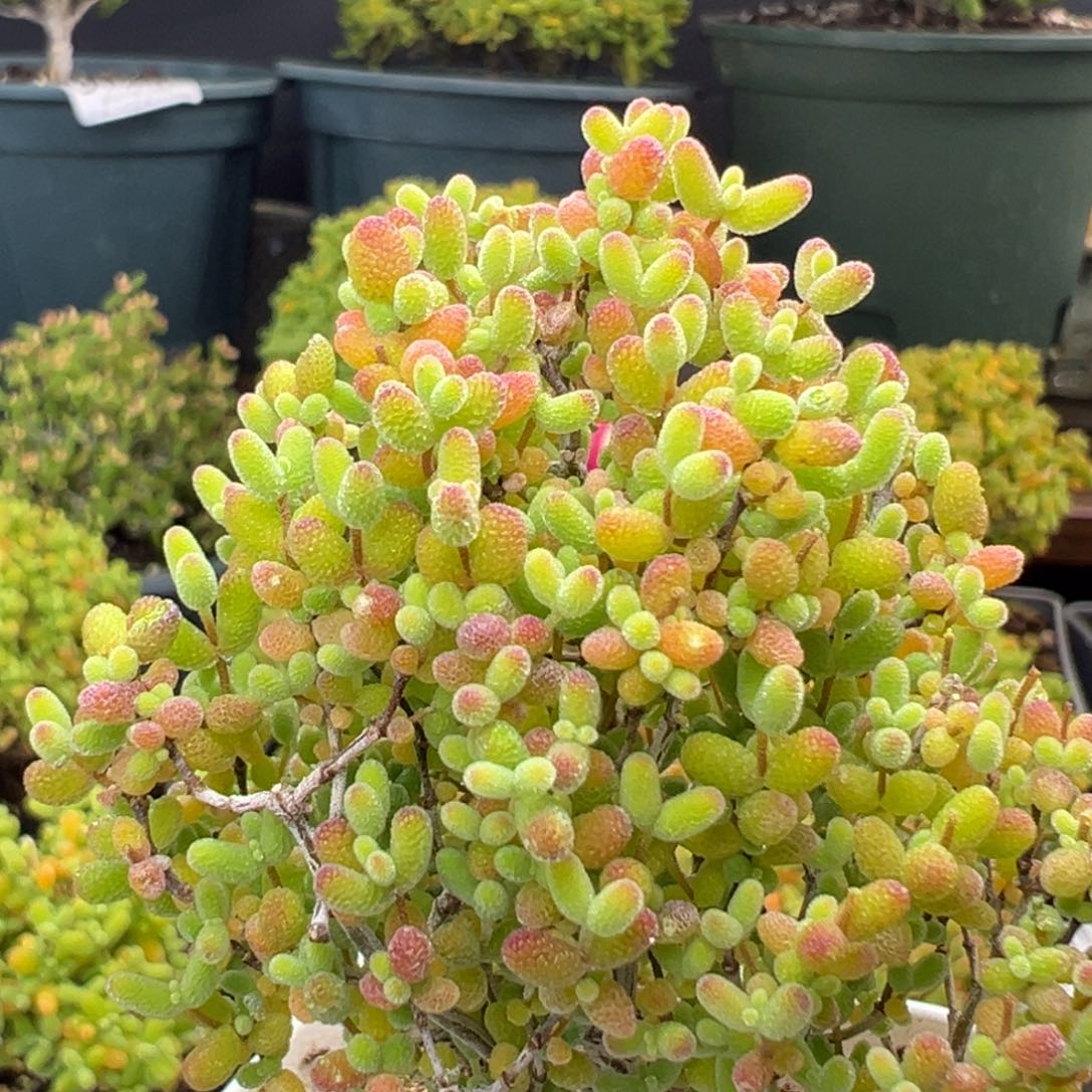 dy3573精控蜜橘糖球冠幅5cm