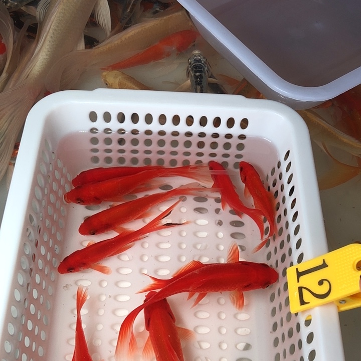 锦鲤0000000000000000012