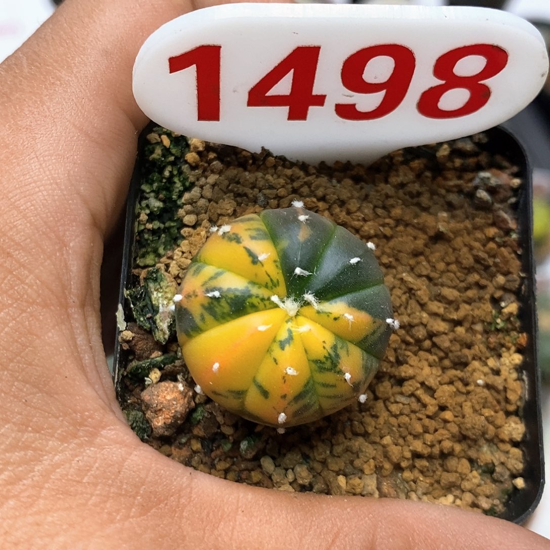 1498福利兜锦福利特价