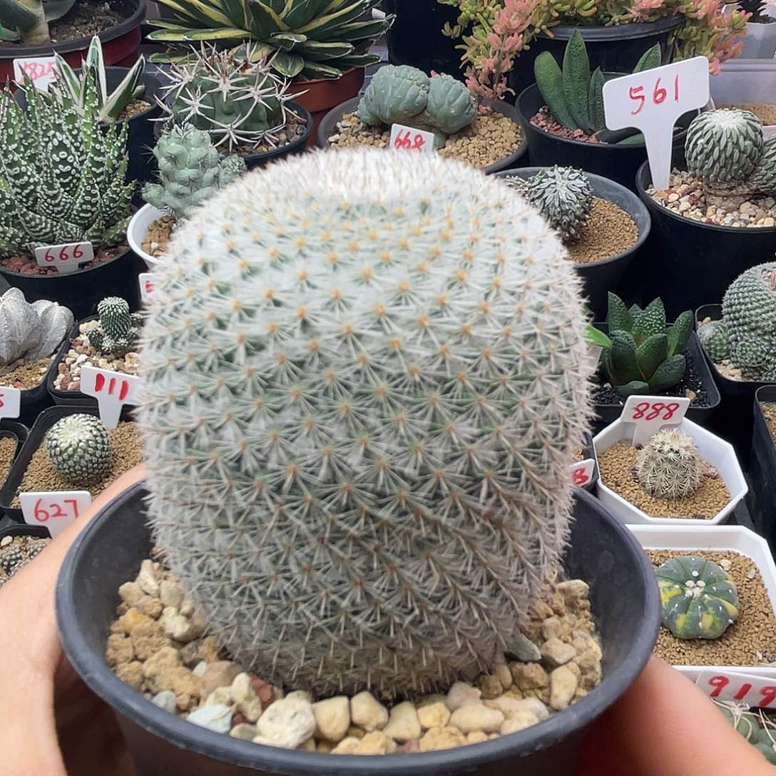 无花朵实生希望丸仙人球多肉