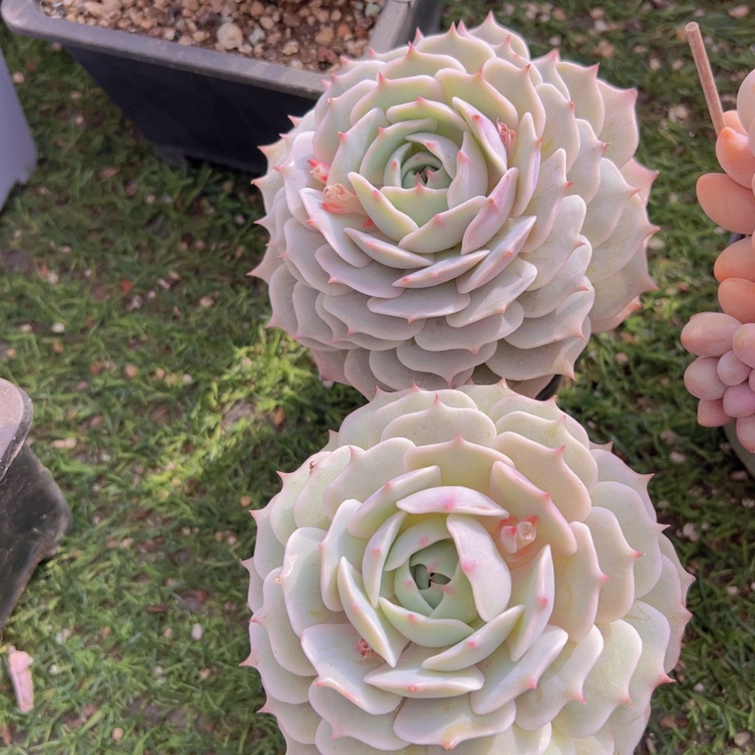 香玉的故事是一个人的故事吗