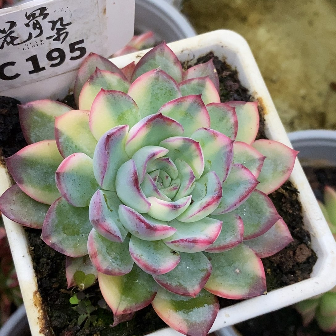 195雨燕座哈哈哈哈公里