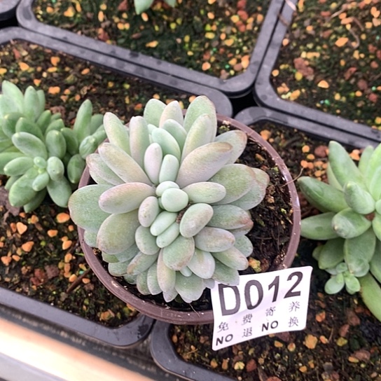 橙龙朵朵7头012 亏本处理退款拉黑7-8天发货