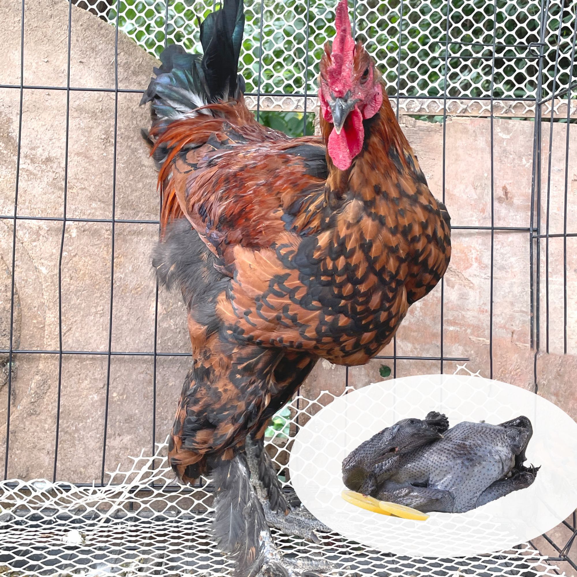 无量山土鸡:顺丰生鲜特快发货