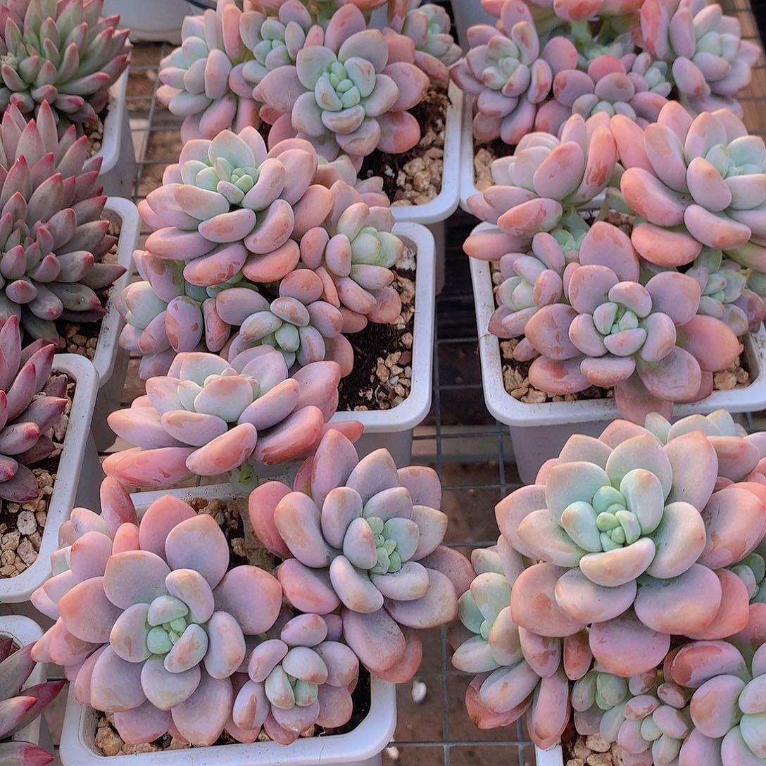 洛神两颗4566788999900