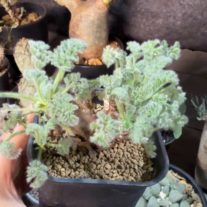 羽叶洋葵556仙人球