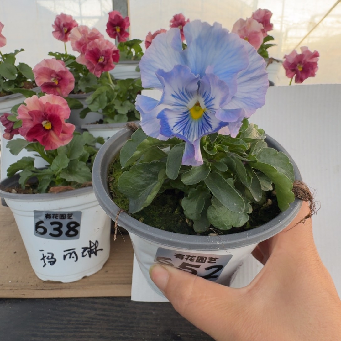 全部花朵652号角堇