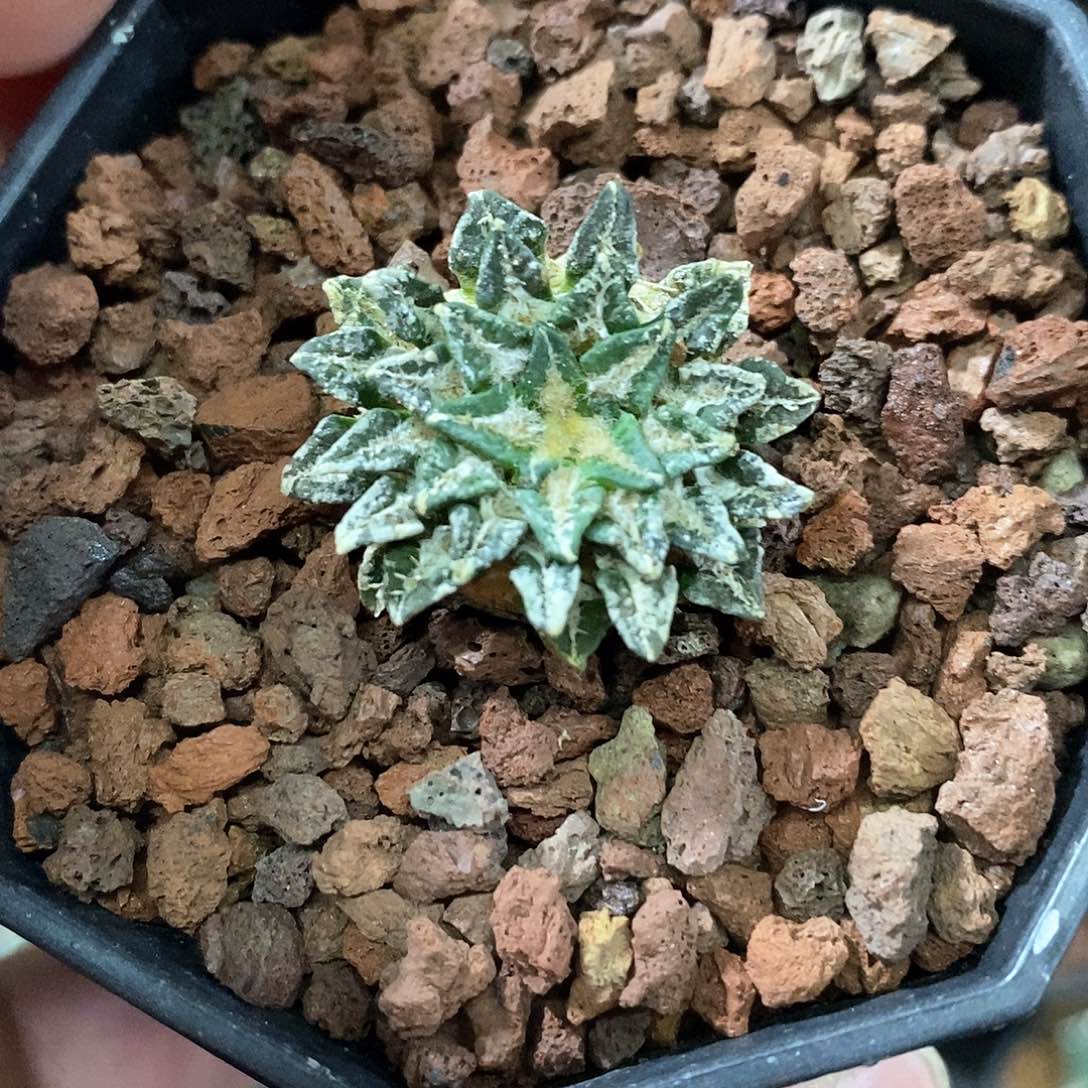 孤品实生苗接自根小萝卜根馒头姬牡丹2.8cm