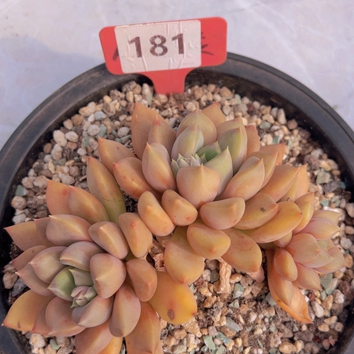 健健康康平平安安