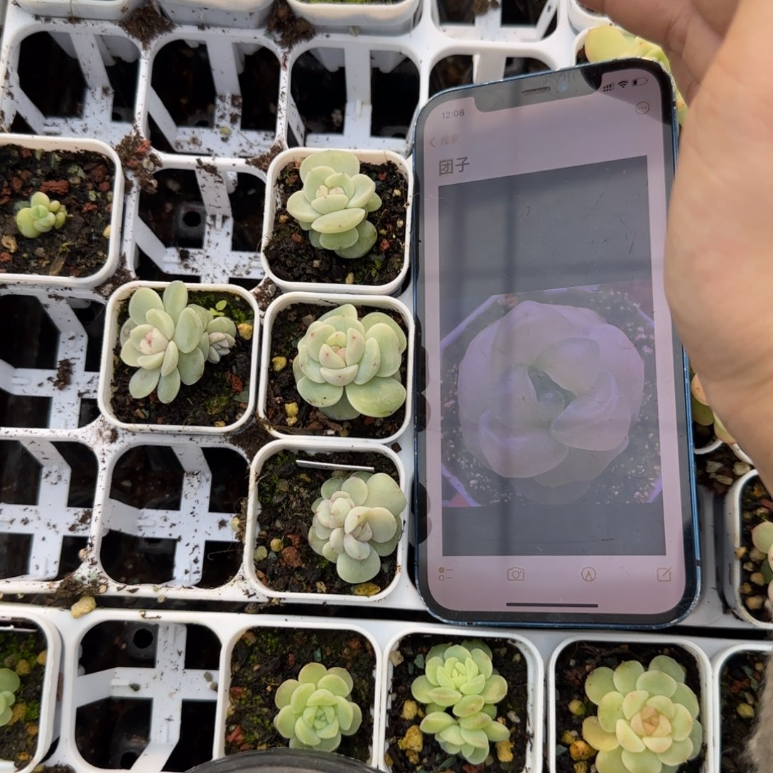 团子珍妮盆井边一个满25包邮