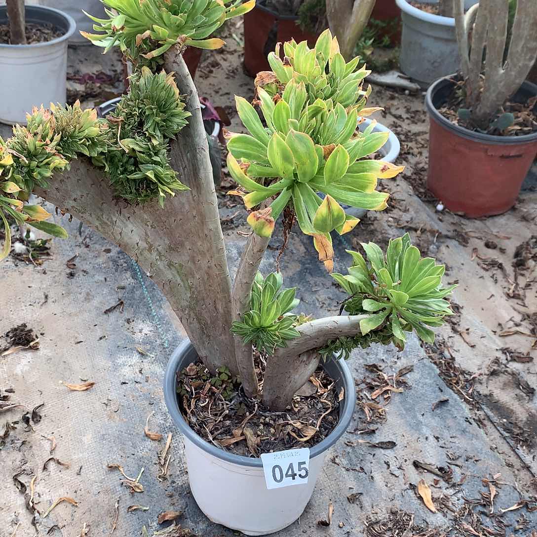 045碧螺春缀化的