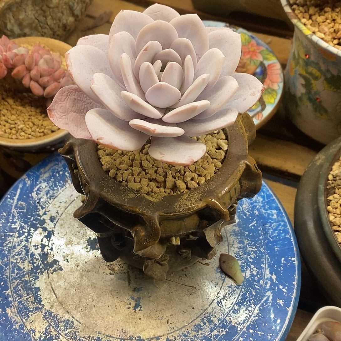 多肉植物肉肉植物