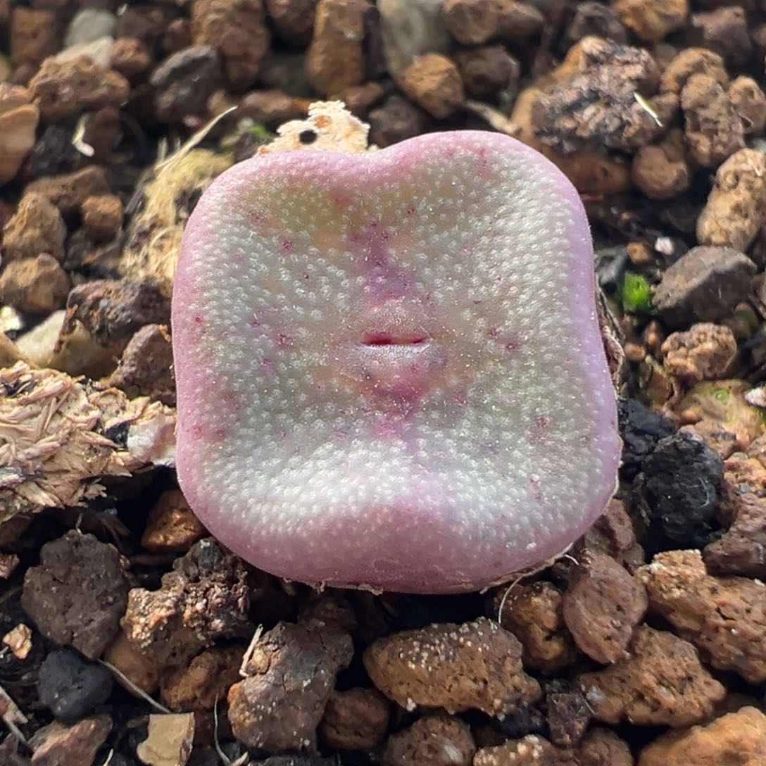 751多肉植物种类多样