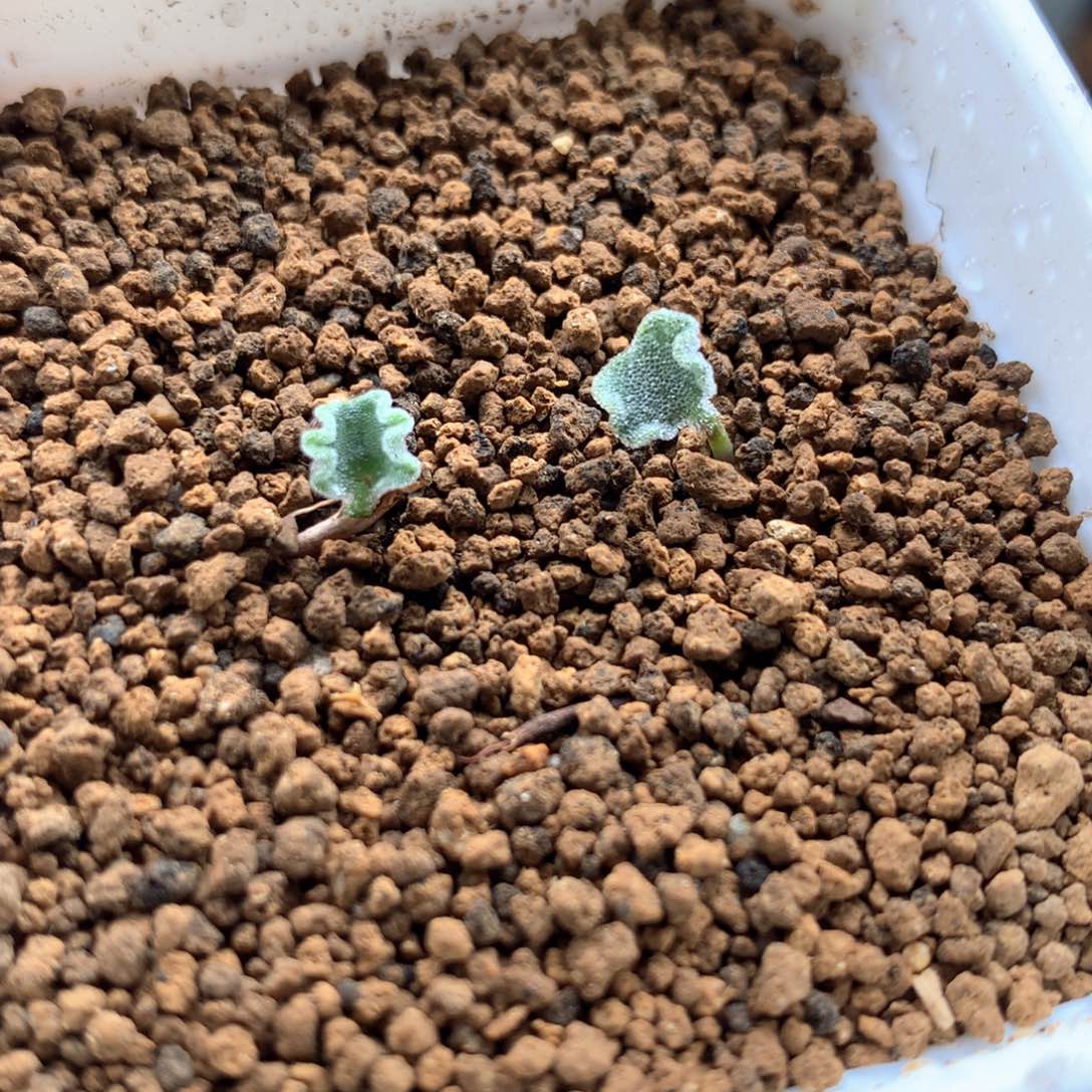 2颗冰晶海带雾冰玉带盆