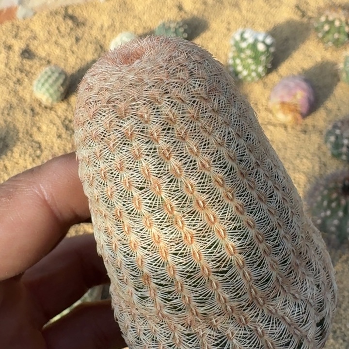 三光虾有根666666666