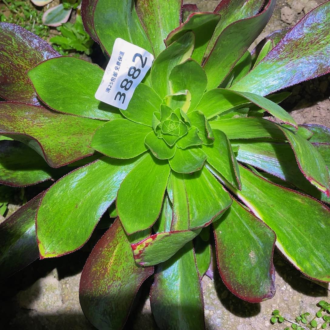 3882魅影七彩多肉植物