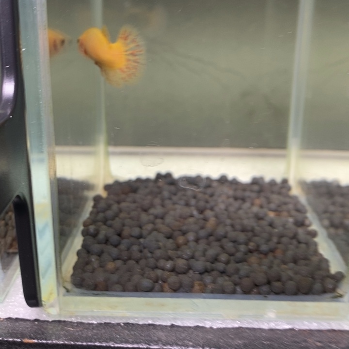 斗鱼泰国斗鱼441号