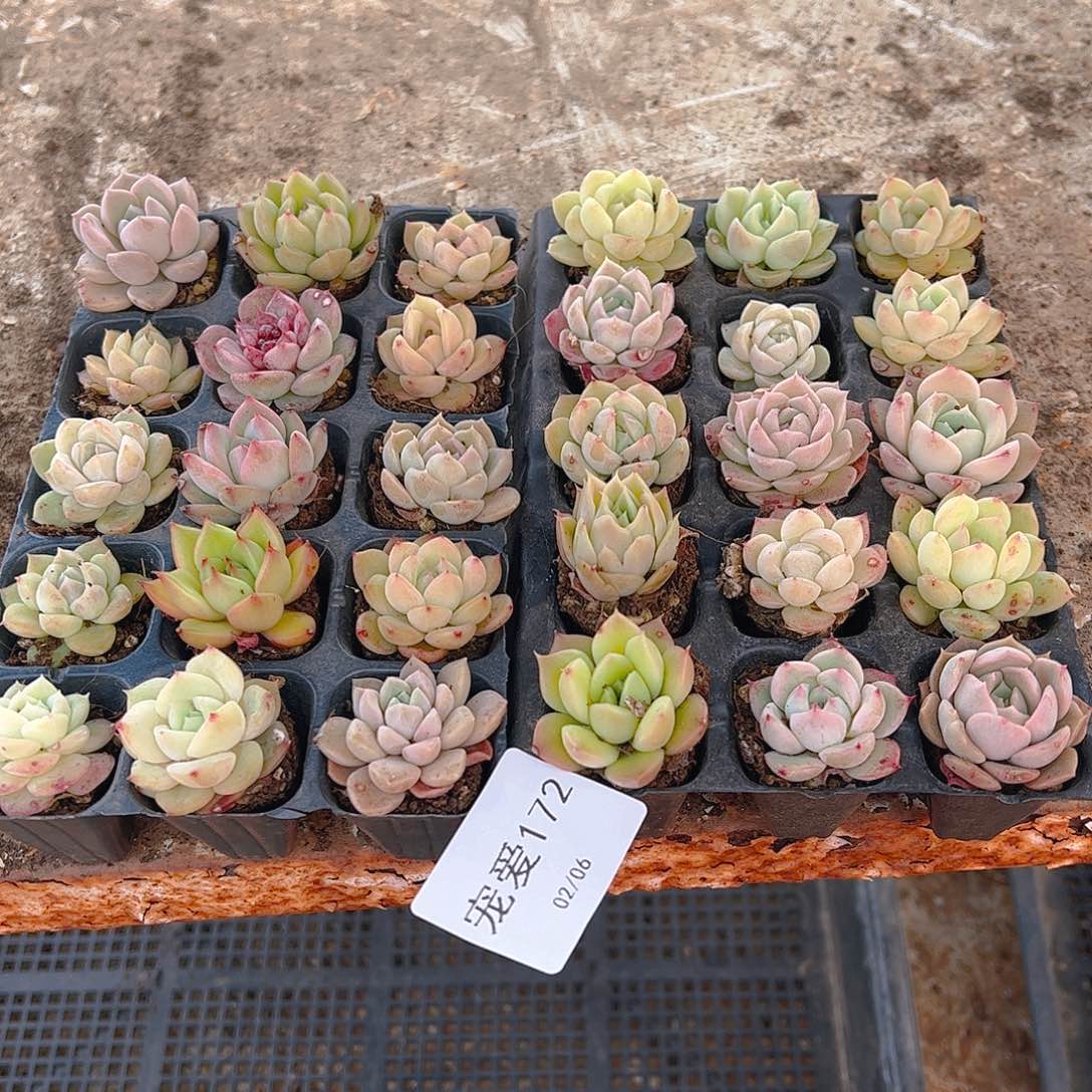 直播福利一物一拍172