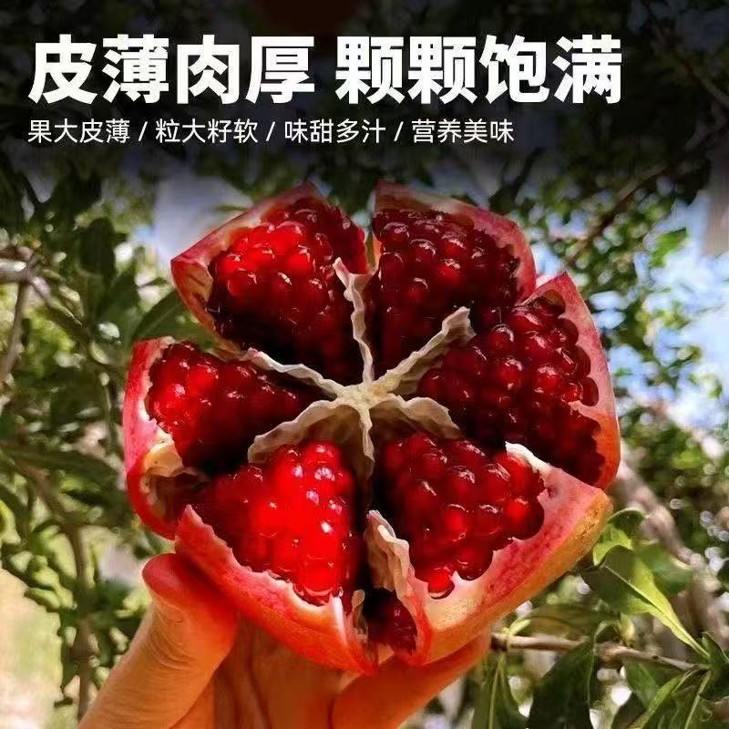 【日布专属】优选会理突尼斯软籽石榴爆汁石榴新鲜水果应季水果