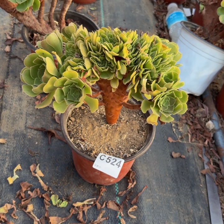 玫瑰缀多肉植物不包损524