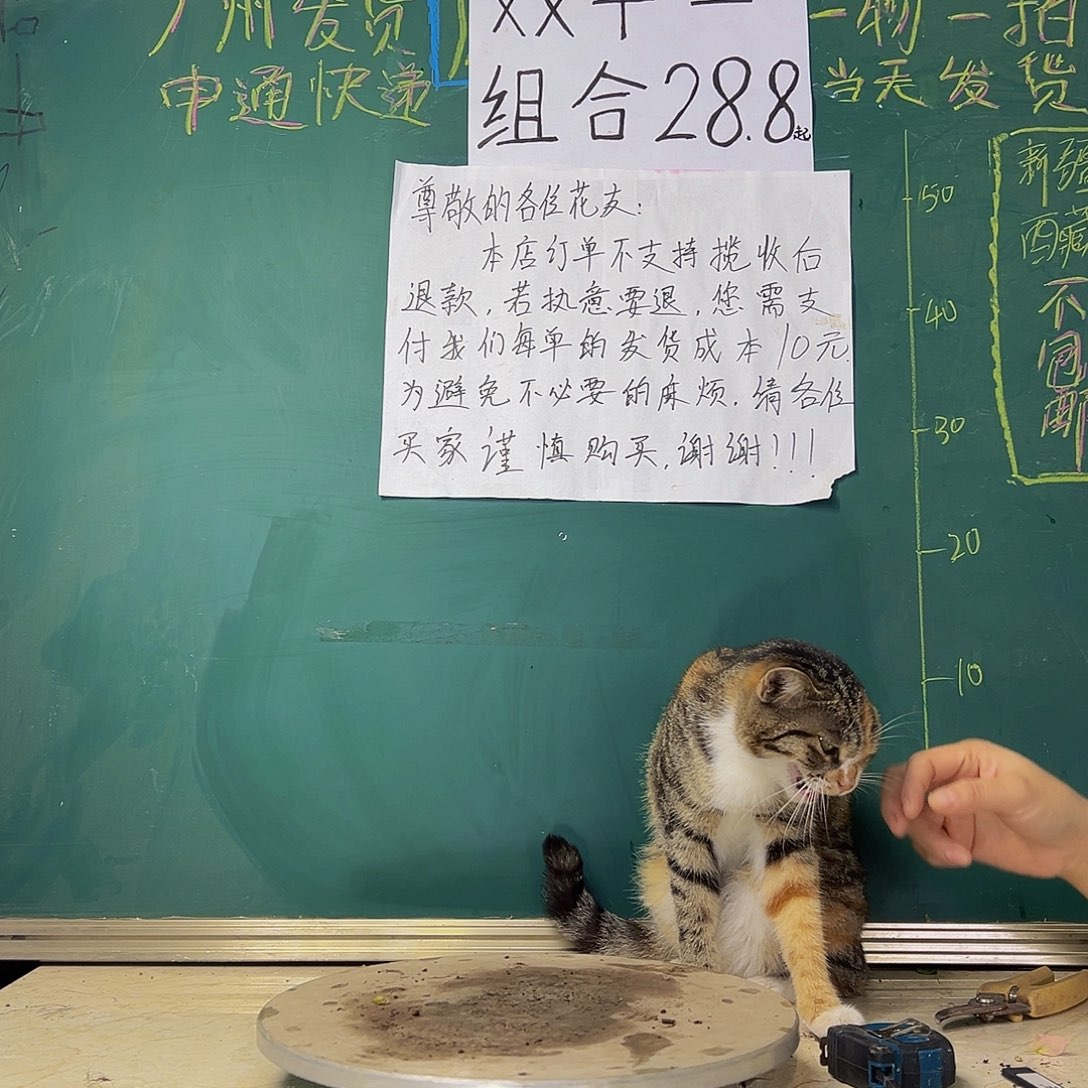 当前无花栽培后可以开花  一直猫咪  999999