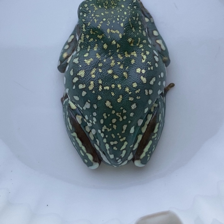 老爷树蛙24h蓝子代12号