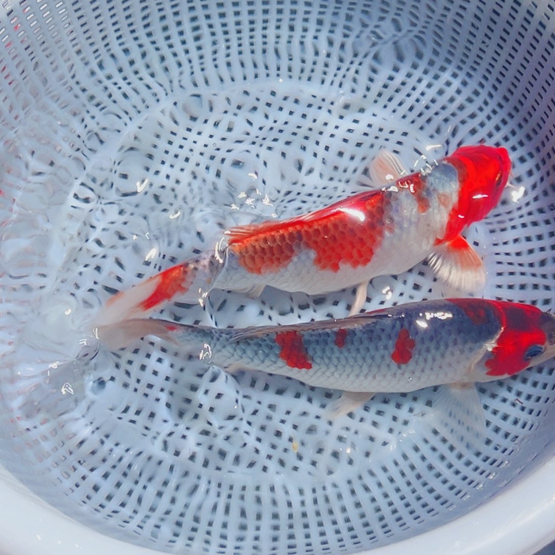 锦鲤锦鲤观赏鱼8888