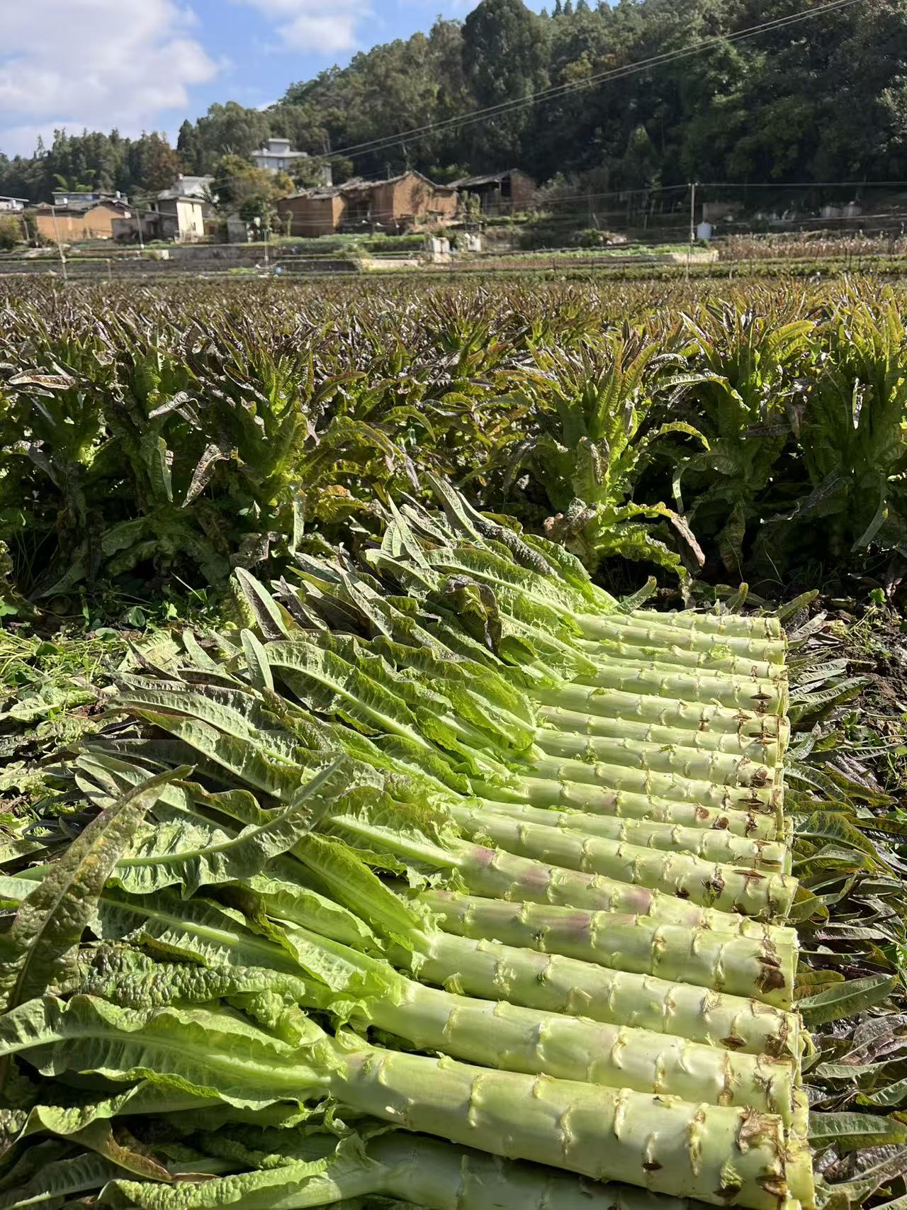 【云南紫叶香莴笋】高山露天种植莴笋青笋莴笋新鲜薄皮火锅配菜