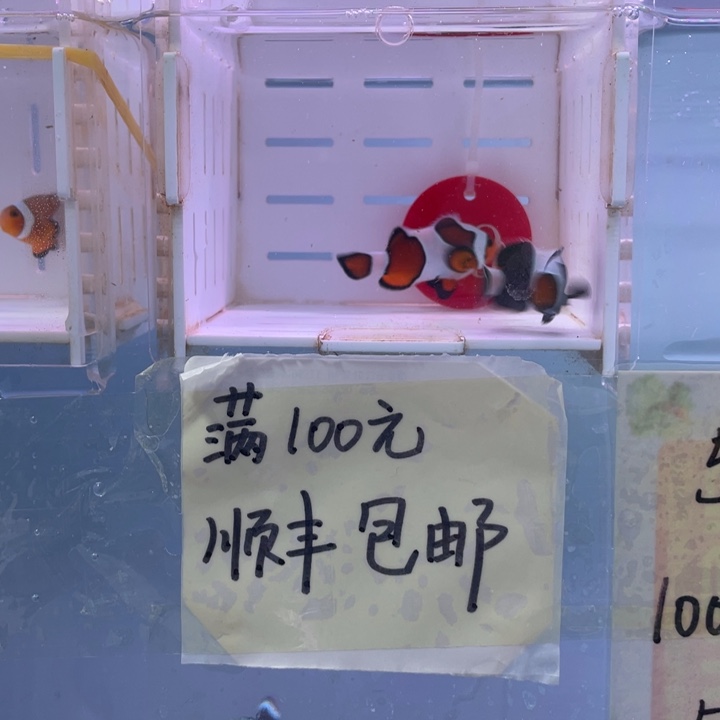 海水鱼精品皇冠2条4-5