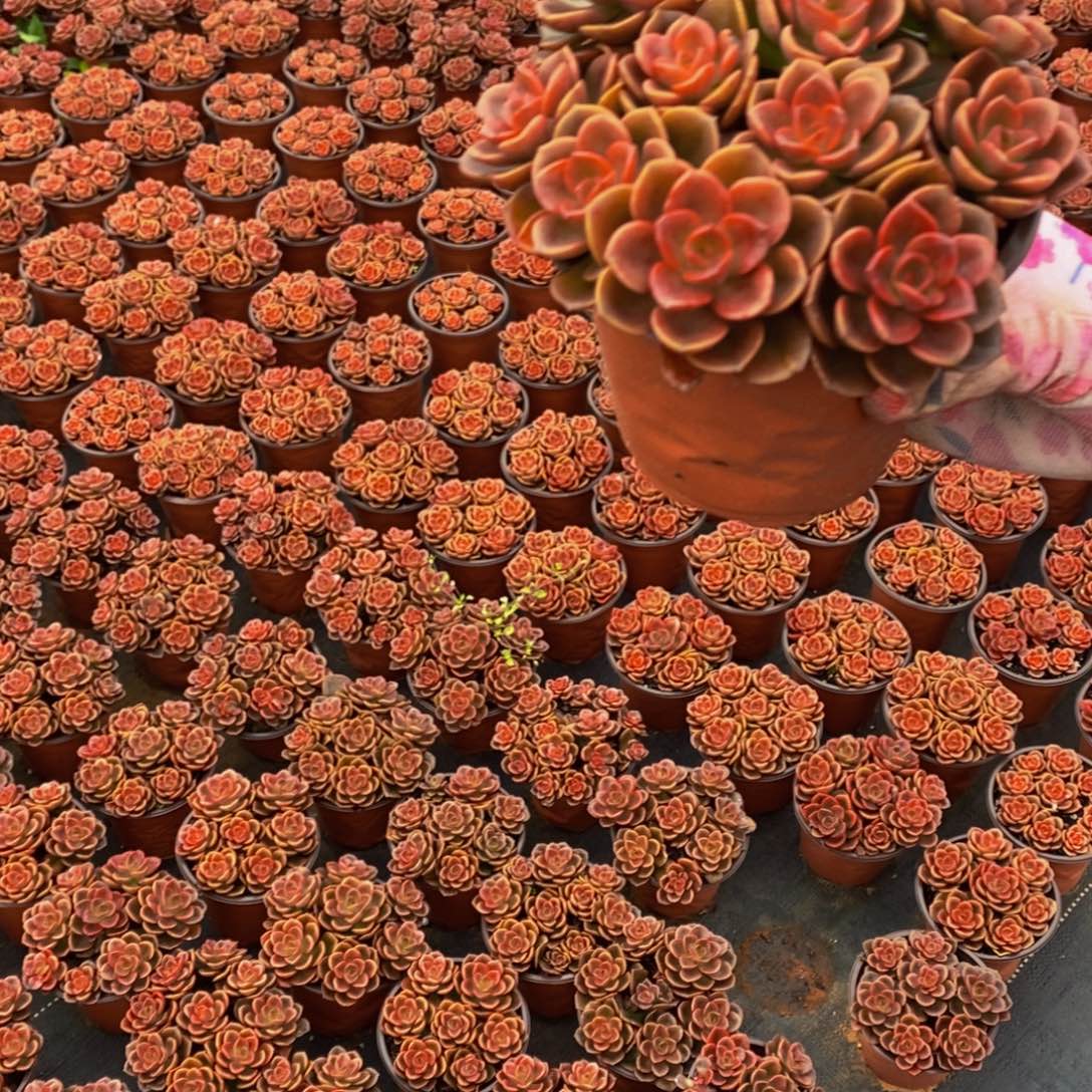 红酒巧克力3.9发货