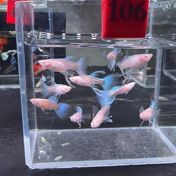 孔雀鱼106号10条，
