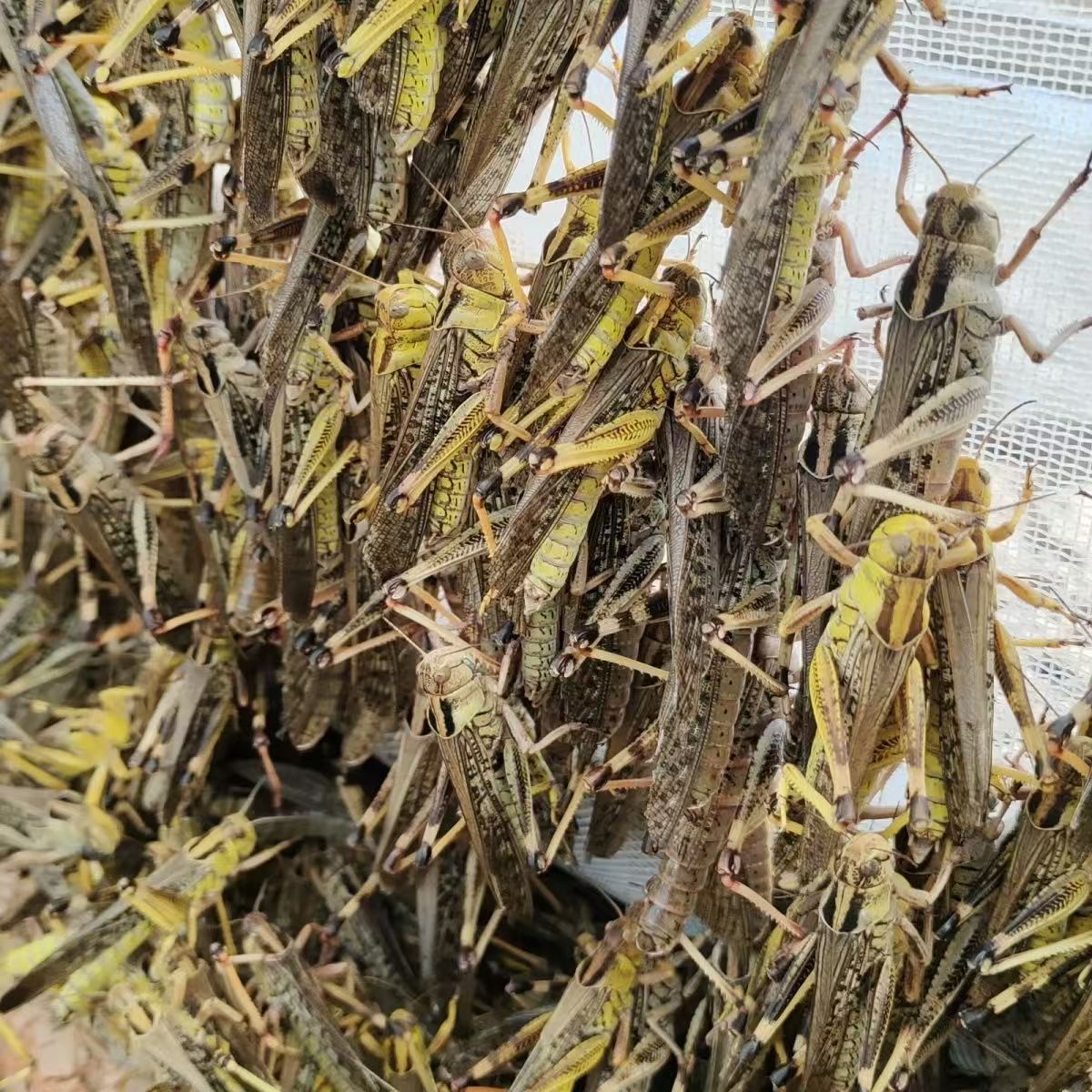 山东特产新鲜蝗虫蚱蜢纯母带籽活体速冻一盒半斤一百只左右