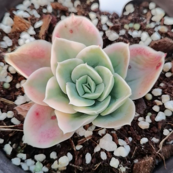 星娜塔白覆轮锦多肉植物