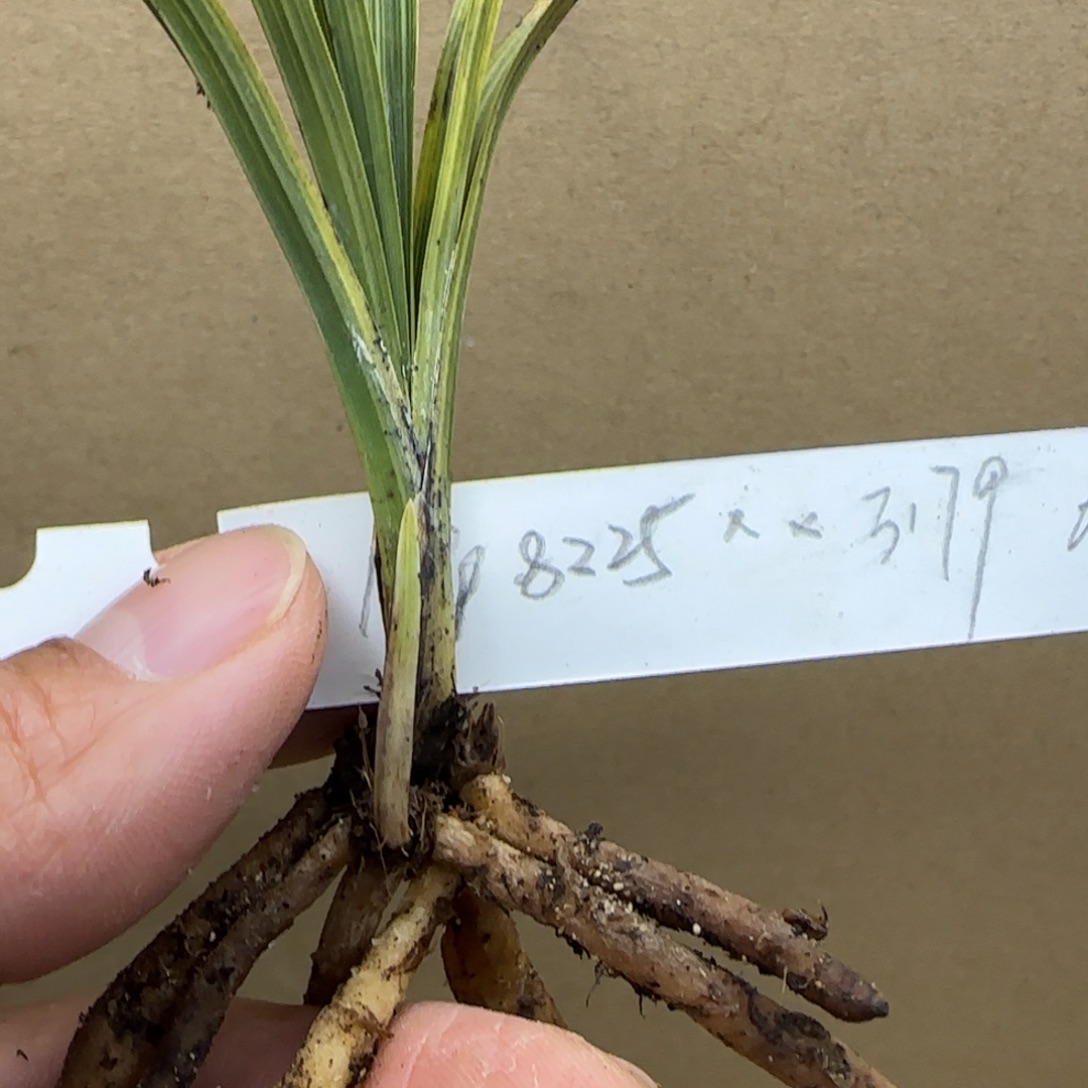 蕙兰新种散班中透