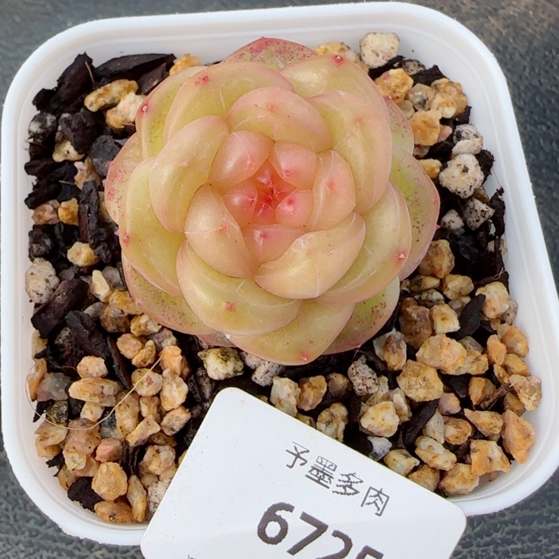 孤品珍妮，6725多肉植物