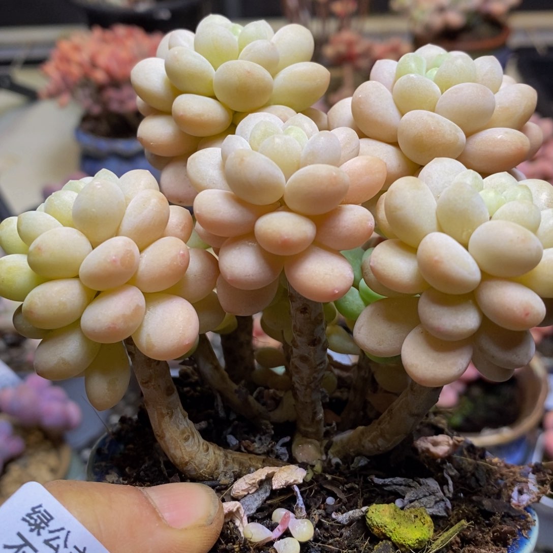 881 洛可可12 厘米