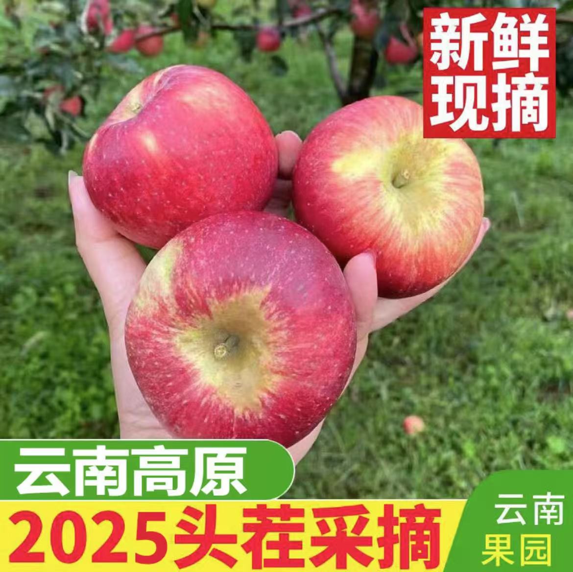 2025云南昭通丑苹果当季新鲜脆甜多汁现摘树上鲜果