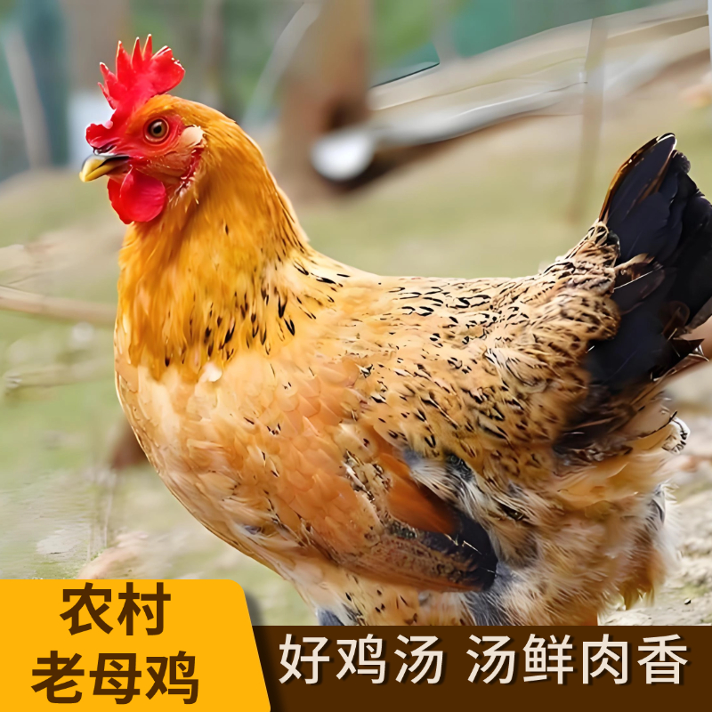 [5只]乡村老母鸡 肉质紧实 炖汤飘香 5只宰杀发货总净重9-10斤A鸡肉同城送