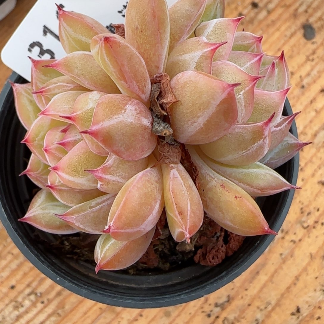 花语逸镜0129-316