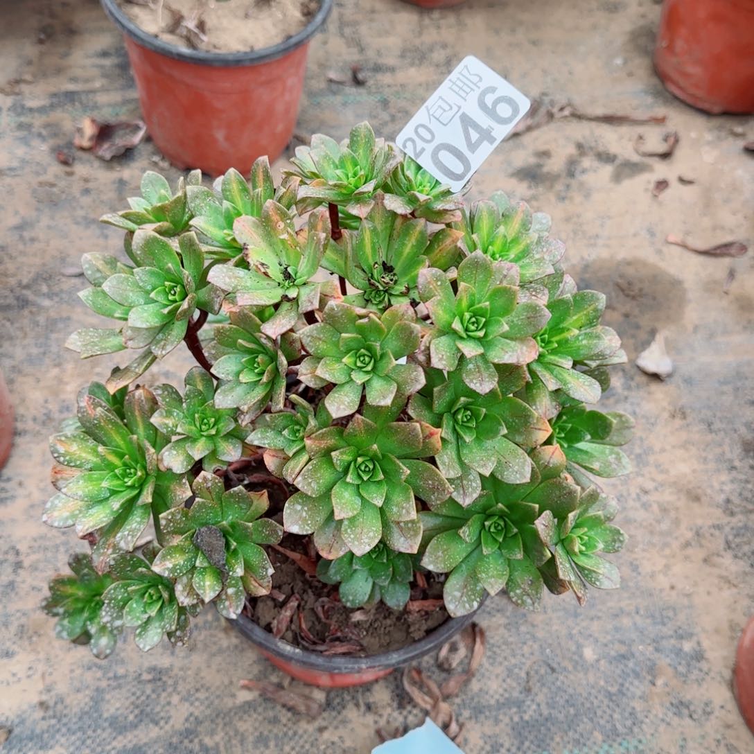 花茶046满20包邮断枝不包瑕疵